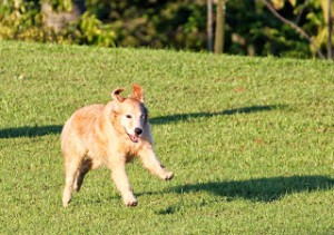 Canine fitness