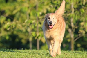 Kiyo - golden retriever of certified professional dog trainer Kang Nee of cheerfuldogs.com