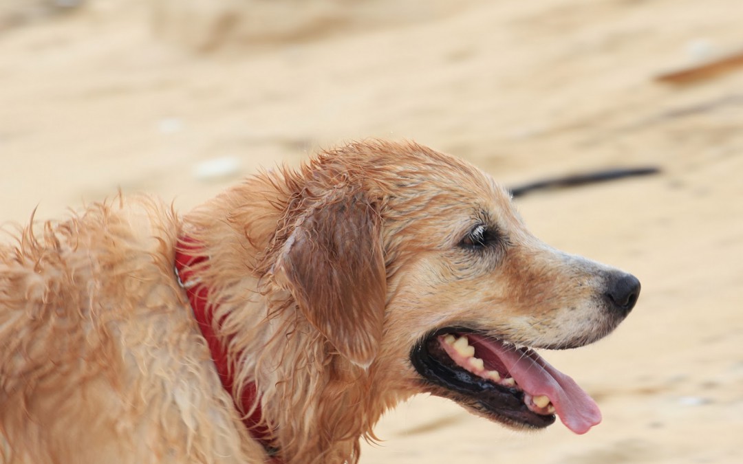 Train N Treat: Doggy Life Skill #7 – The Sociable, Confident Dog