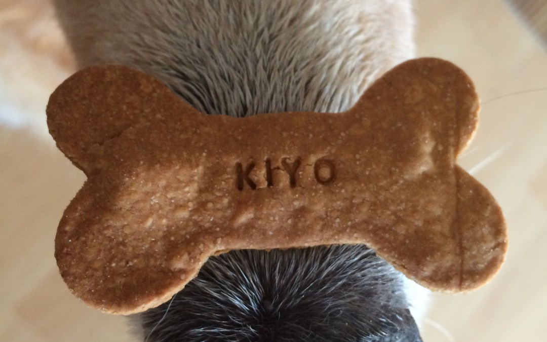 CCO Kiyo of cheerfuldogs.com, positive reinforcement with food