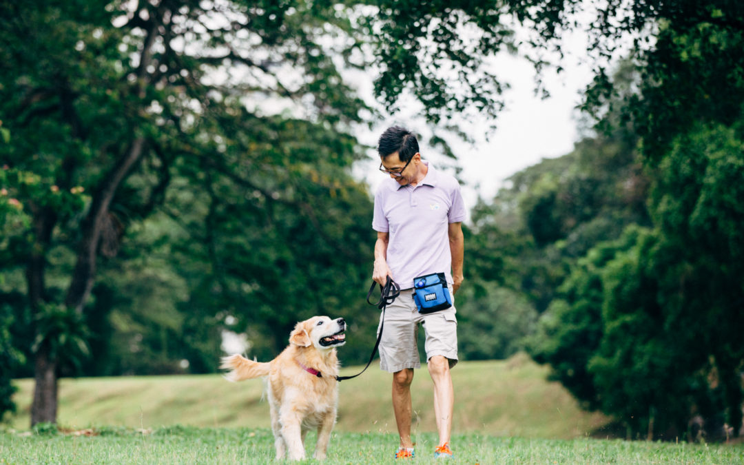dog training @ cheerfuldogs.com Singapore - Kiyo and Jeff