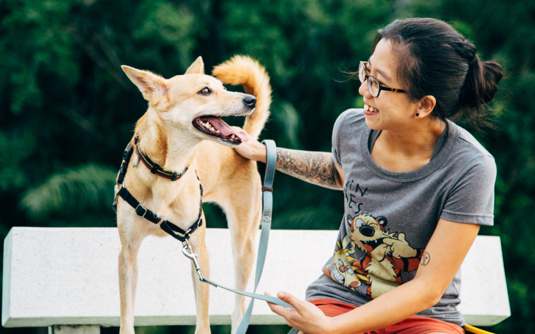 Dog Training @ cheerfuldogs.com Singapore - how to train mongrels