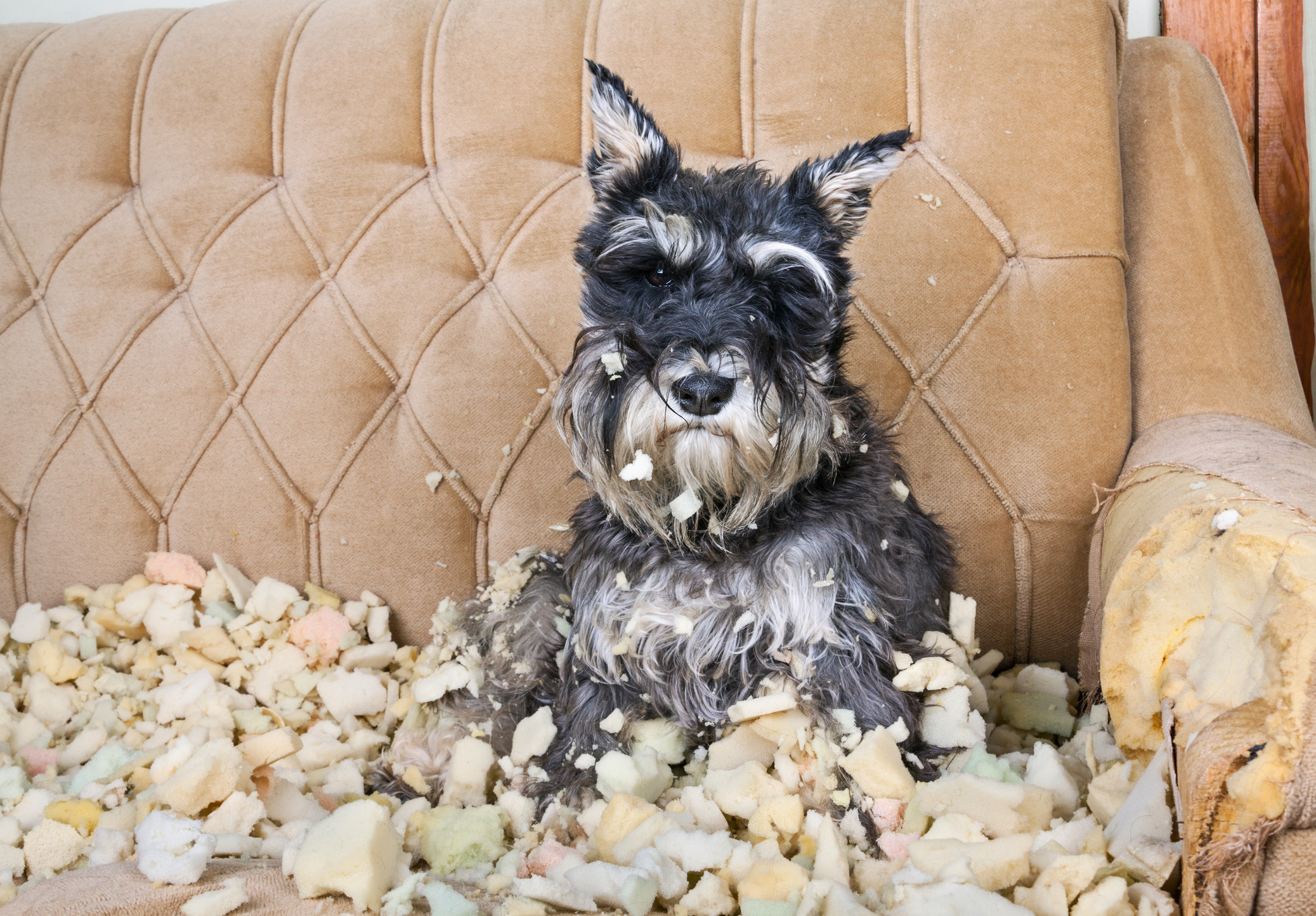 Dog separation anxiety may cause destructive chewing