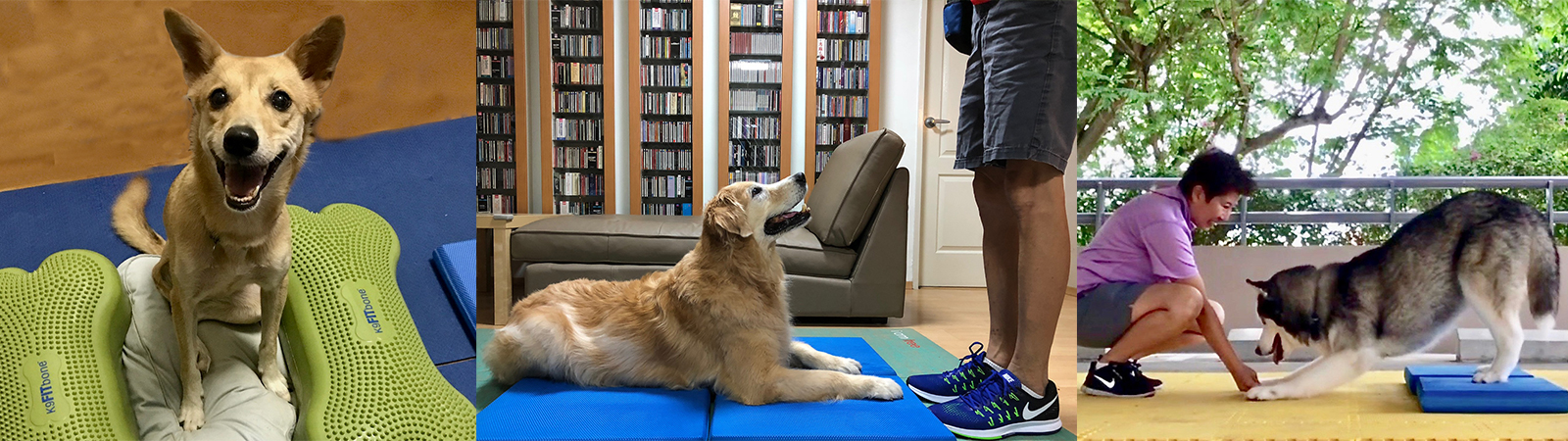 Canine Fitness Options