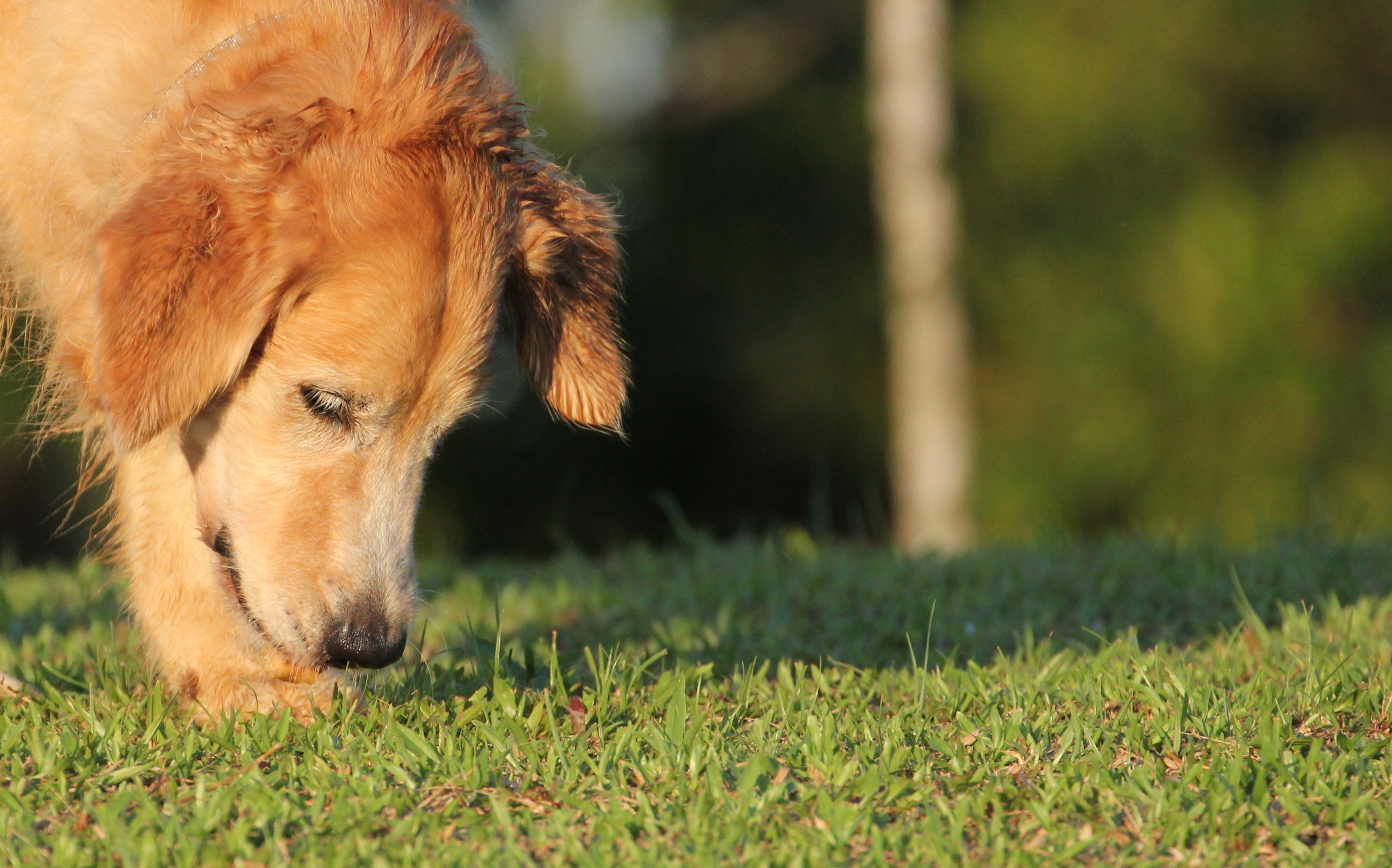 Strengthen Your Dog's Sniffer with These Nosework Games